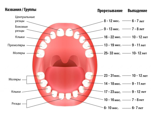 когда меняются молочные зубы